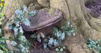 Door tonderzwam aangetaste boom in Oirschot moet gekapt, 'voor de veiligheid' - Eindhovens Dagblad