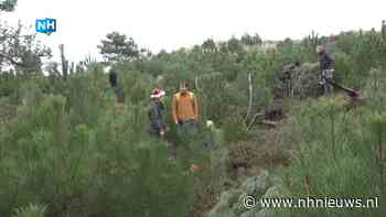 Zelf je kerstboom zagen: "Een boom vers van de pers" - NH Nieuws