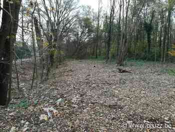 Natuurvereniging eist 5.000 euro per illegaal gekapte boom Vellemolenbos - BRUZZ