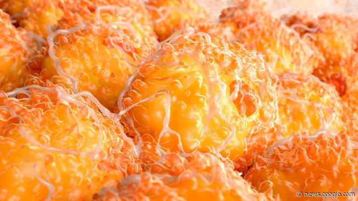 The coronavirus infects fat cells, study suggests - Livescience.com