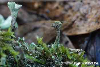 Alerte vrijwilligster van Natuurpunt ontdekt nieuwe schimmel die nooit eerder in België werd waargenomen