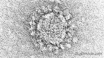 The Coronavirus Can Infect and Possibly Hide in Fat Cells, Study Finds - Gizmodo