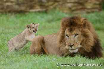 Government unveils ban on trophy hunting imports as campaigners denounce delays - Ealing Times