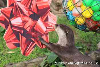 Zookeepers throw surprise Christmas party for pair of 'jolly' otters - Ealing Times