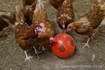 Bird flu: How to spot it and what to do - Ealing Times