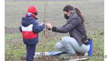 ’Alberi in città’: la Regione sceglie Bertinoro - il Resto del Carlino