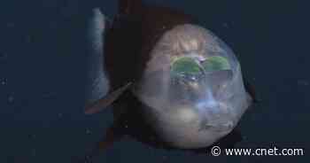 Researchers capture rare footage of bizarre fish with see-through head     - CNET