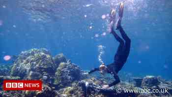Fish ‘whoops and growls’ recorded on restored reef