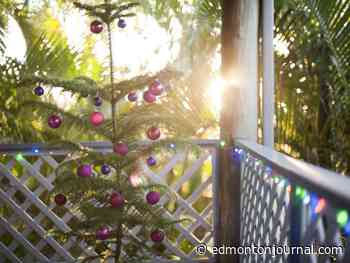 Growing Things: Alternate trees to decorate for Christmas