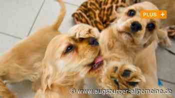Tierquälerei: Polizei findet vier Welpen in einem Eimer - Augsburger Allgemeine