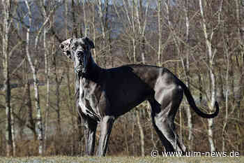 Hunde müssen an die Leine in der Friedrichsau in Ulm