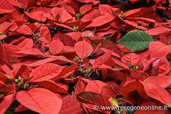 Bollette a Lecco caro energia su stelle Natale - ResegoneOnline