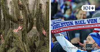 Was Sie am 11. und 12. Dezember in Schleswig-Holstein unternehmen können