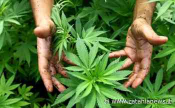 Catania, l'antifurto in un appartamento fa scoprire piantagione di marijuana: arrestato coltivatore - Catania News