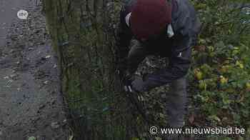 Populair Putteke Winter mag doorgaan “al 12.000 tickets verkocht”.