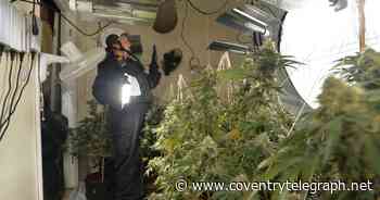 Illegal immigrant caught trying to run from Coventry home packed full of cannabis - Coventry Live