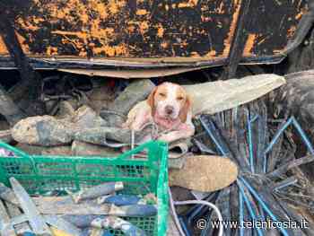 La Polizia stradale di Enna denuncia un uomo per aver maltrattato il proprio cane - TeleNicosia