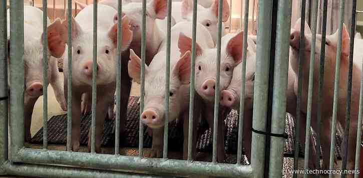 GMO ‘Humanized Pigs” Created In China To Study COVID