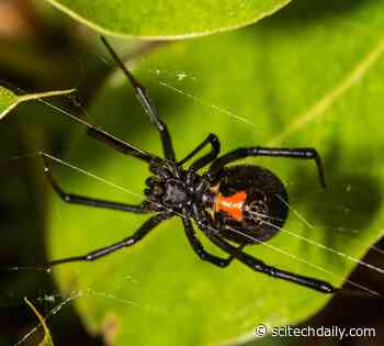 Black Widow Neurotoxin: From Spider’s Venom to Medical Applications