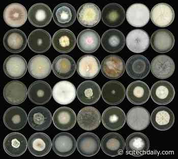 Differentiating Friends From Foes Genetically in Fungal Root Microbiomes