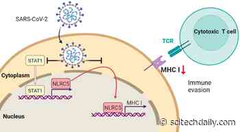 Revealed: How the COVID-19 Virus Evades Our Immune System
