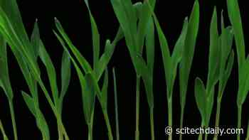 Remarkable Regenerative Powers: Scientists Solve the Grass Leaf Conundrum