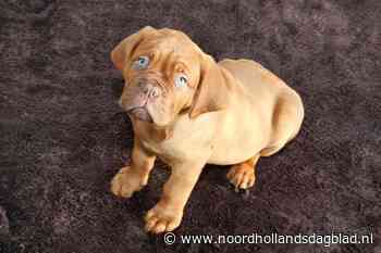 Die schattige pups van Olav Mol komen van The Hollywood Ranch in Wieringerwerf, de behoorlijk uit de klauwen gelopen hobby van Timo (44) en Marion (61) - Noordhollands Dagblad