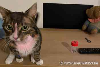 Kater Momo is met succes geopereerd: “Vier kogels zijn verwijderd”