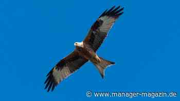 Habeck will für Wind- und Solar-Ausbau Naturschutzregeln lockern