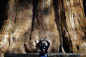 Sequoia National Park’s Giant Forest to reopen December 11 - Lonely Planet Travel News