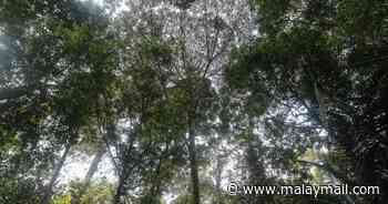 WWF-Malaysia, Sabah Forestry Dept sign MoU to enhance forest conservation practices in the state - Malay Mail