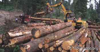 Special: The Black Hills National Forest timber debate - SDPB Radio