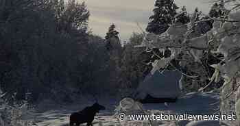 Annual winter restrictions on the Targhee Forest | Free September E-Edition Access | tetonvalleynews.net - Teton Valley News