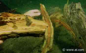 Abortion legislation, underwater forest, 1976 missing person: Down in Alabama - AL.com