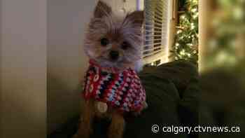 Calgary weather for Friday, Dec. 10 | CTV News - CTV News Calgary