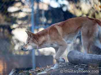 Dingoes and monkeys and bears, oh my! Meet the residents of the Saskatoon Forestry Farm Park and Zoo