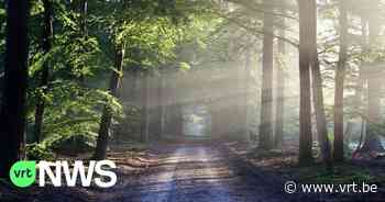 Vervuiling in bossen van Beernem komt van accidentele lozing in militair domein - VRT NWS