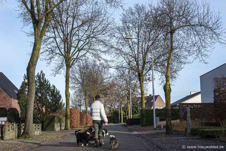 Het kappen van bomen in Bosstraat in Retie was even ‘breaking news’: “We worden afgeschilderd als criminelen”