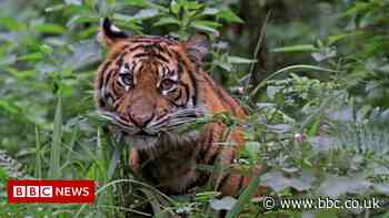 Hydroelectric dams linked to tiger and jaguar losses