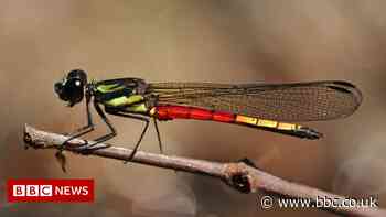 Dragonflies and damselflies disappearing as wetlands are lost