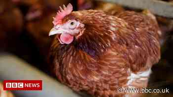 UK chief vet warns avian flu at phenomenal level in UK
