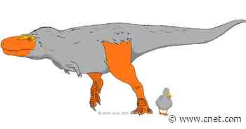 Dinosaurs may have rocked brightly colored feet and faces, scientists say     - CNET