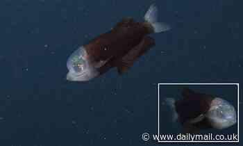 Alien-like fish with a translucent head that exposes its green eyes is spotted near California