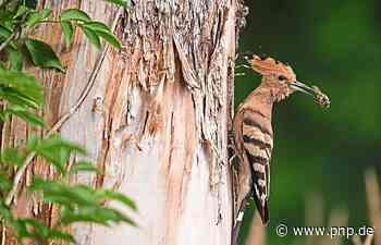Und er brütet doch: Wiedehopf im Passauer Land gesichtet - Passauer Neue Presse