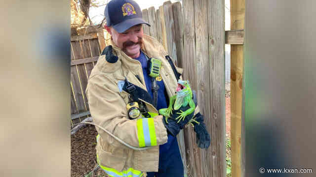 Reptile rescue: Austin Fire pulls iguana out of tree to be reunited with owner