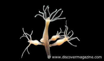 How Hydra Regrow Their Heads