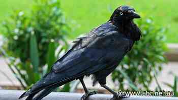 Canberra drone deliveries resume after raven attacks forced pause during nesting season