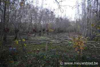 Demodag boomgericht bosbeheer in het Parkbos