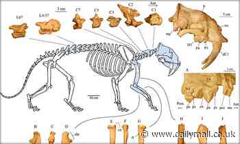 Fossilized creature thought for decades to be a saber-toothed tiger is found to be a new species