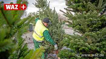 Wo es in Witten Weihnachtsbäume zu kaufen gibt - Westdeutsche Allgemeine Zeitung